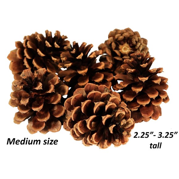 Lot of 25 Oregon Ponderosa Pine Cones Organic Medium size 2.25"- 3.25" Pinecones - Picture 1 of 3